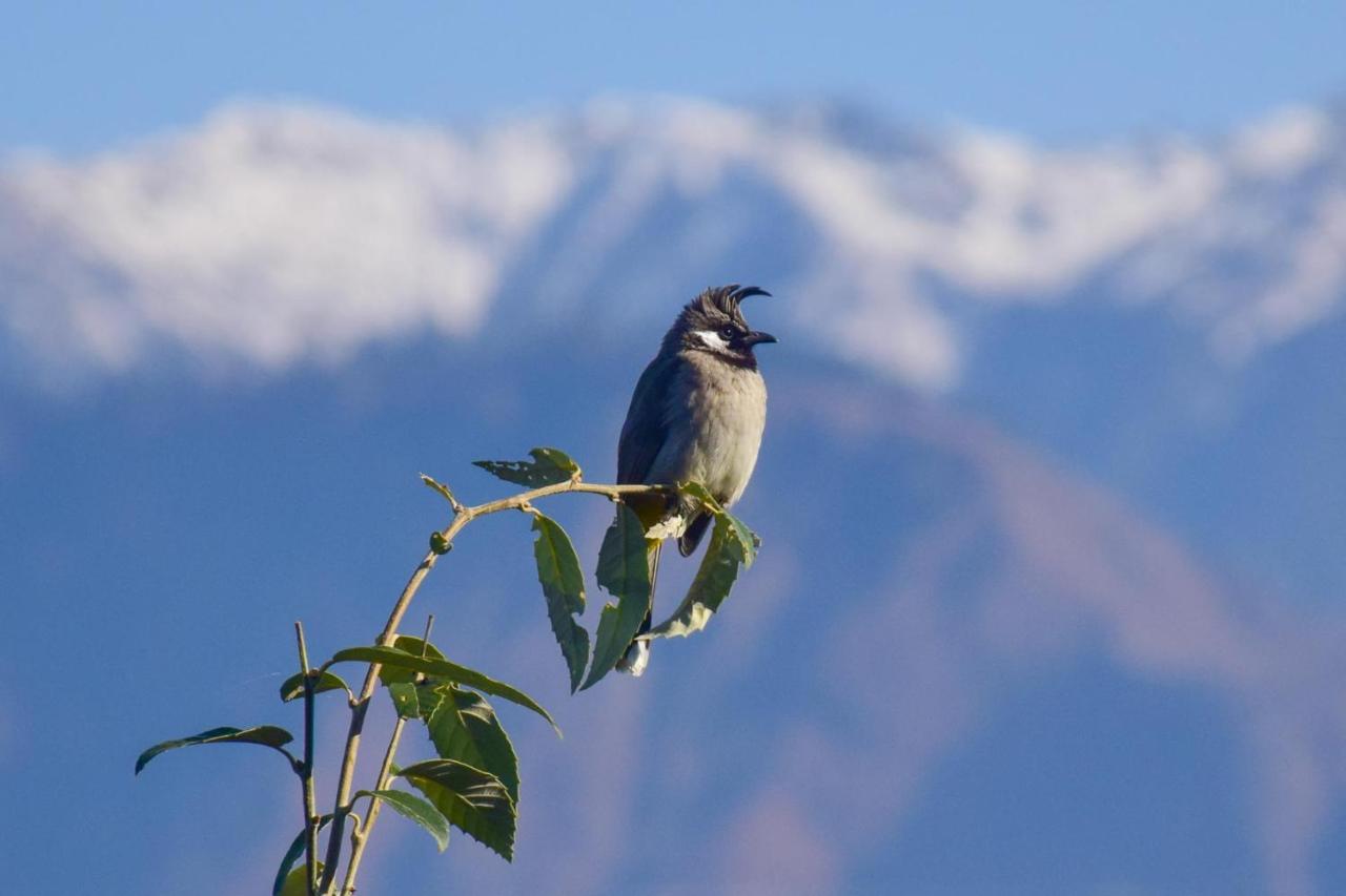The Tirthan Eagle Nest, Tirthan Valley Jibhi Exterior foto